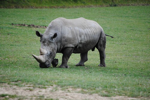 (6) Le rhinocéros blanc.