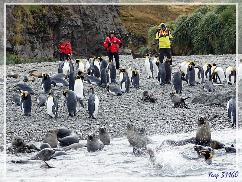 Nous allons enfin pouvoir marcher sans "tanguer", les Manchots royaux et les Otaries à fourrure antarctique, ou Otaries de Kerguelen, nous accueillent - Whistle Cove - Fortuna Bay - Géorgie du SudLe n