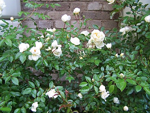 roseir blanc 12 juin 2010