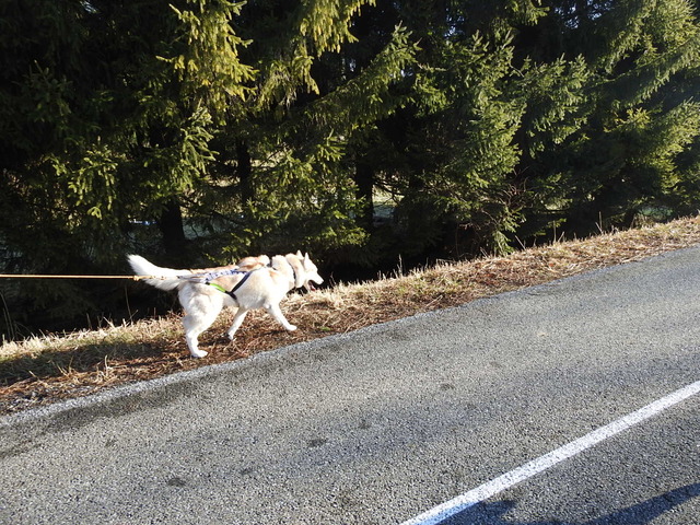 Chiens des glaces