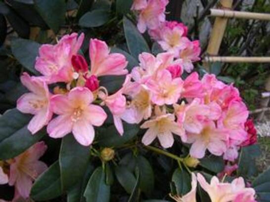 Rhodo-Percy-Wiseman---Mai-2005-copie-1.jpg