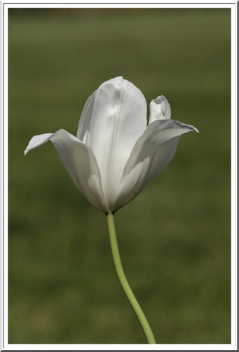 Tulipe