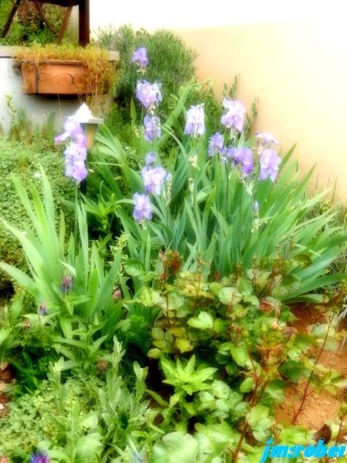 Un petit tour au potager et jardin