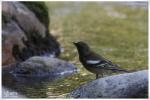 Oiseaux Variés 3 (Photos Laurent)
