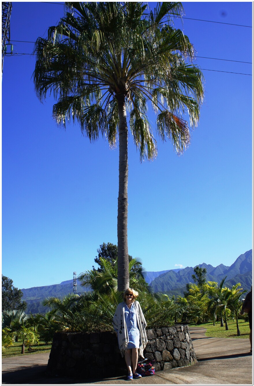 Le Tampon : Parc des palmiers (FIN) - 