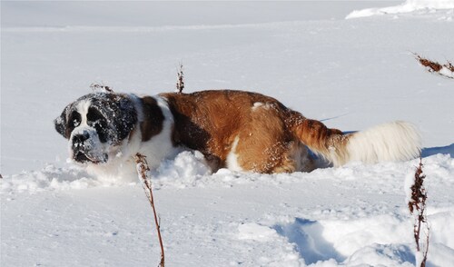 Dans la neige...