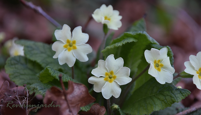 En fleurs