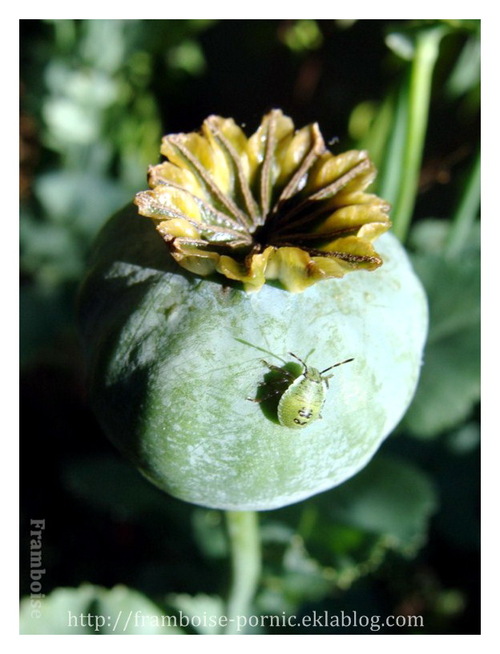 Pavot pivoine du jardin 