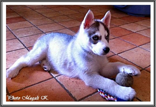 Husky et balle