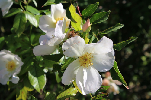 Dernières roses