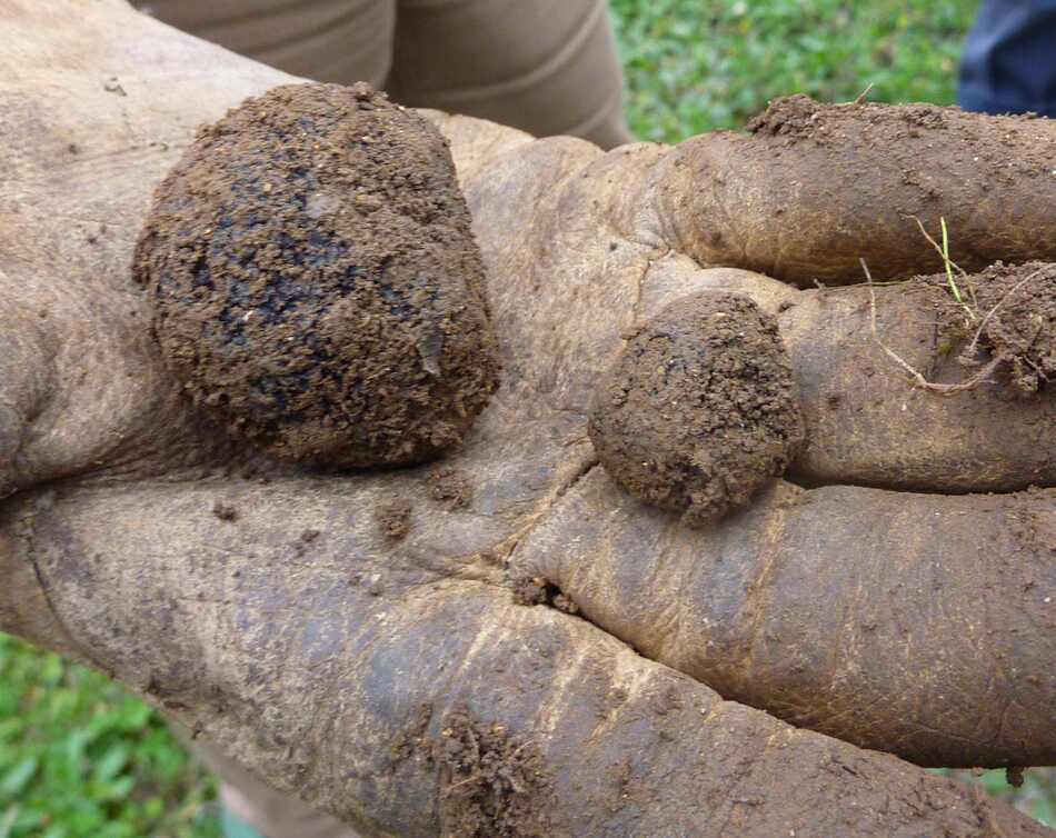  1ères truffes à la Charmille décembre.