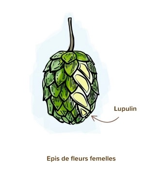 Houblon Humulus lupulus Épis de fleurs femelles