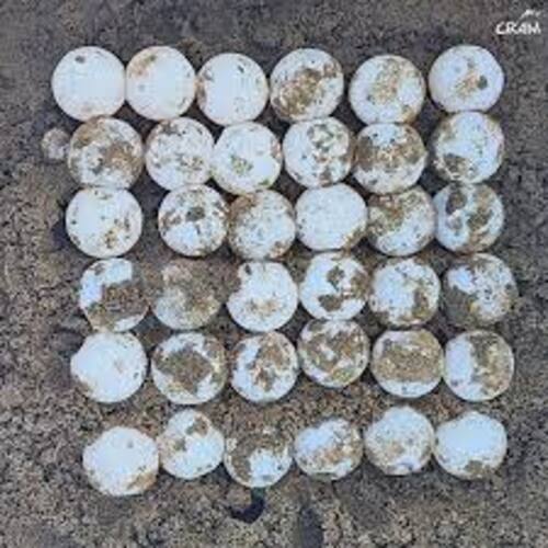 Un septième nid de tortue caouanne découvert sur la plage, l'année de tous les records en Catalogne