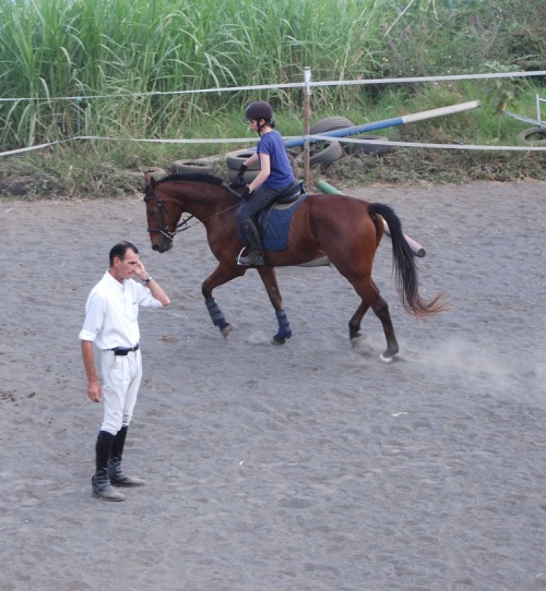 shadé en concours de dressage