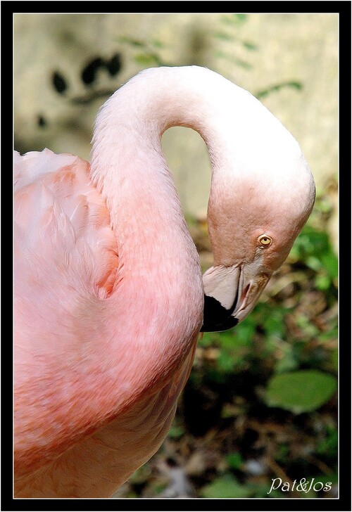 Flamant rose