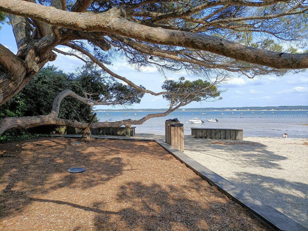 Des nouvelles du plus joli pin parasol du Cap-Ferret...