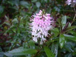 Décembre dans mon jardin