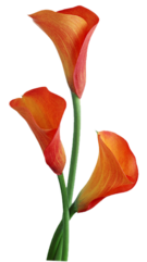 PNG-Virágok