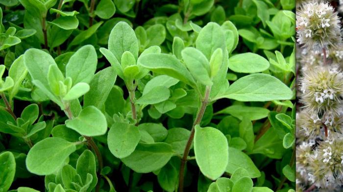 Les délicieuses herbes aromatiques et leurs vertus