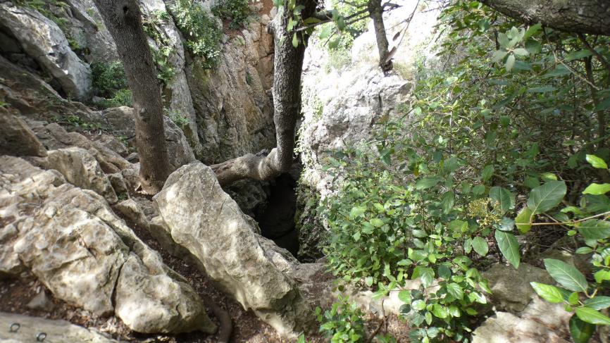 Peut être une image de Chêne Ange