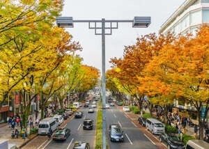 books autumn park tokyo tree leaf 