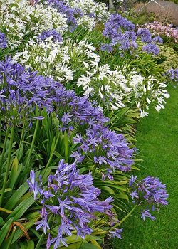                                              EN BRETAGNE - Nord >> :  LES AGAPANTHES"