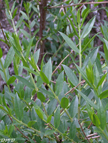 Coriaria myrtifolia - corroyère à feuille de myrte - redoul