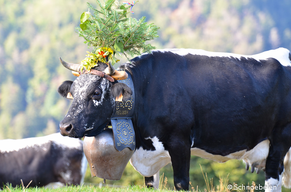 transhumance alsace vosges