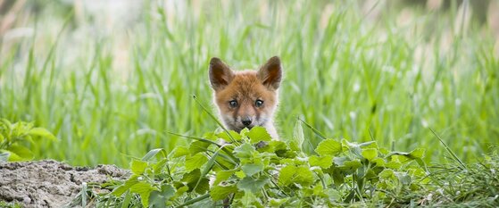 Le renard, un animal utile, qui débarrasse les céréaliers des mulots et campagnols, mais qui est considéré comme un concurrent par les chasseurs au petit gibier.