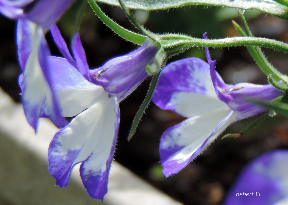 quelques fleurs en macros