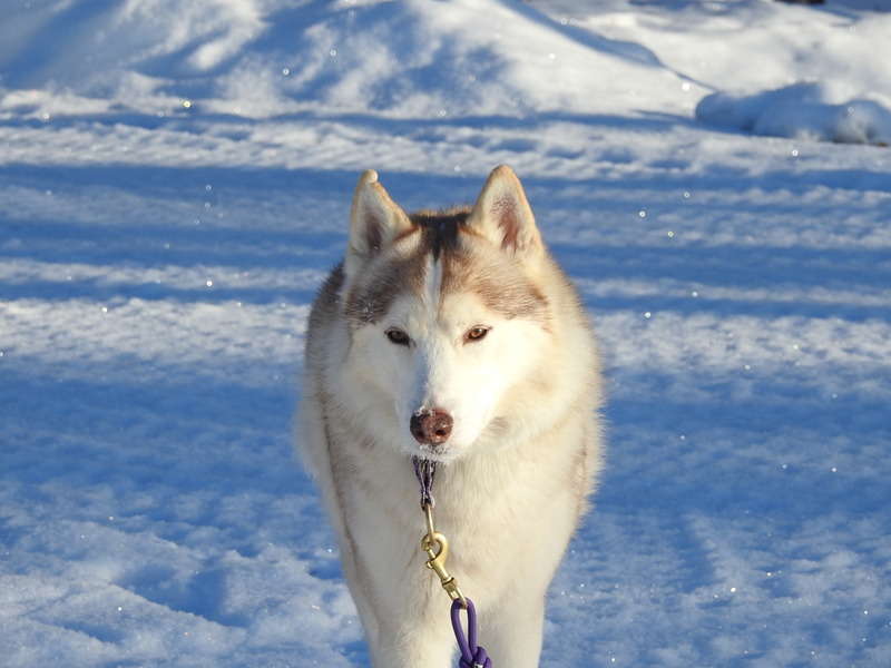 Chiens des glaces