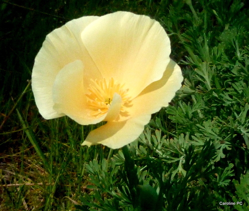 Laprairie fleurie