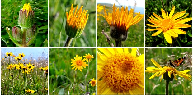 Arnica montana : une fleur précieuse