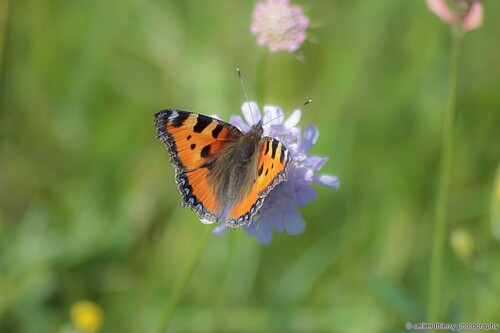 Une petite tortue si si !!!! - Aglais urticae - Hauteville (01) - Mai 2020