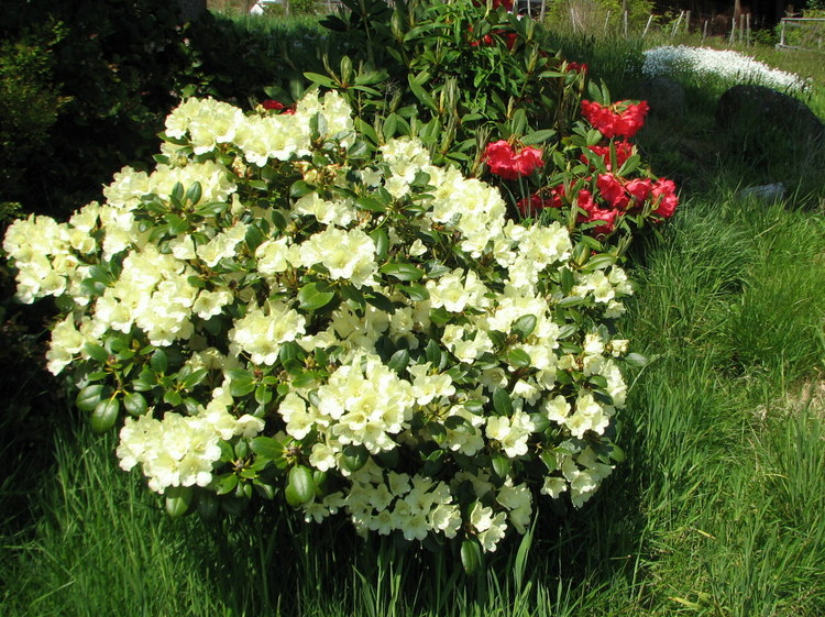 Nouvelles du Canada 168 : Rhododendrons