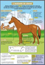 Equitation: 3 journées autour du cheval
