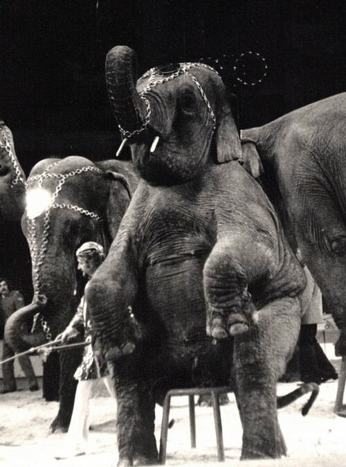 les éléphants des Kaiser à l'Hippodrome Jean Richard en 1977 avec le spectacle de la RDA