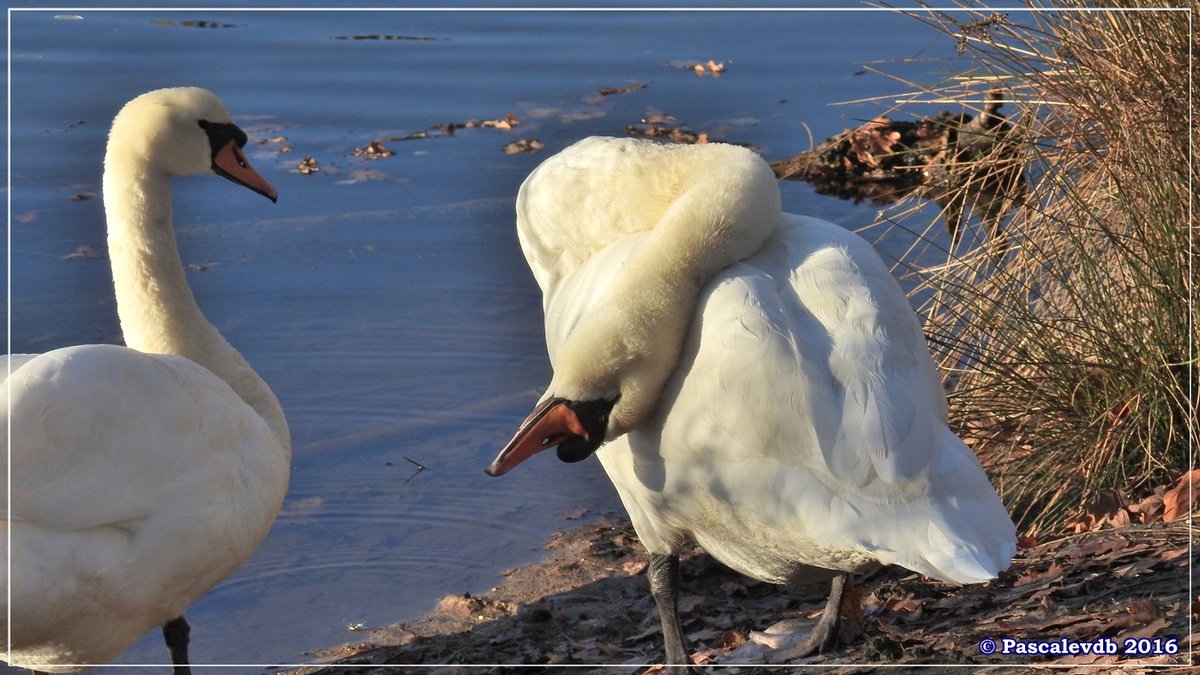 Réserve ornitho du Teich - Décembre 2016 - 9/13