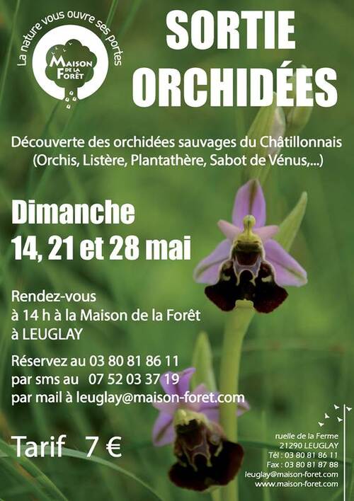 La Maison de la Forêt de Leuglay propose une sortie orchidées