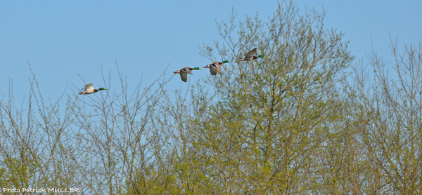 Sortie à Aiguelongue