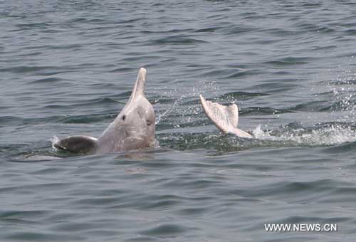 dauphin blanc dauphin blanc