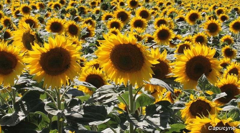 tournesols près d'Orange