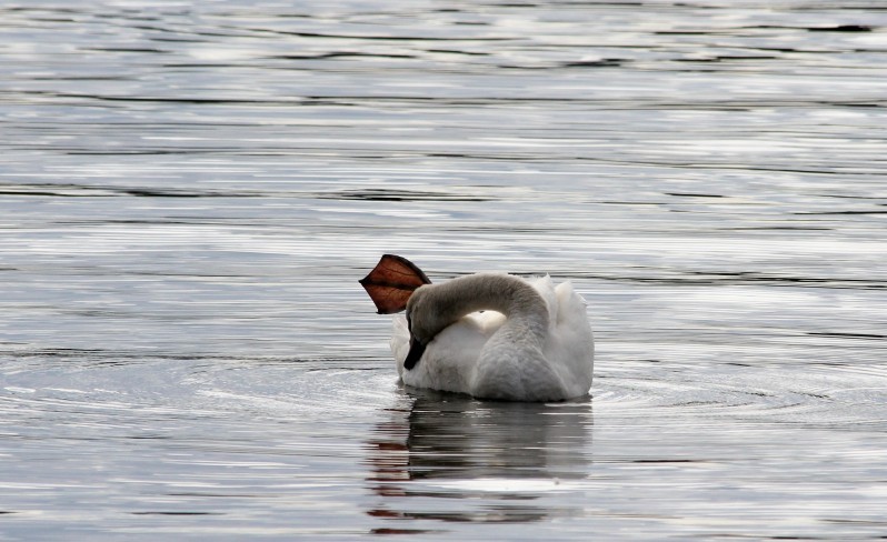 cygnes 8670