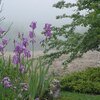 Iris dans la brume