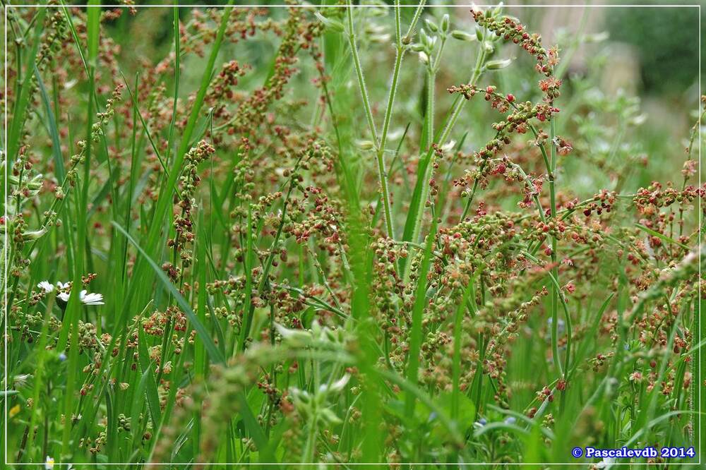 Couleurs du printemps 7/10