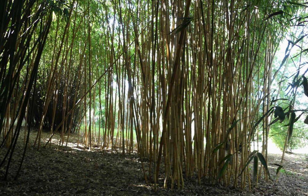 Le Jardin Vallée des Bambous à Plougonver (22) - Balades et Jardins