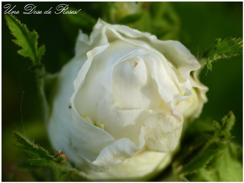 La semaine s'annonce florifère au jardin!