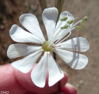 Silene italica   -   silène d'Italie