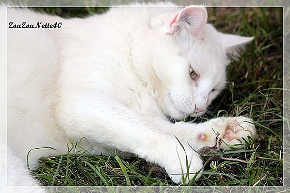 LE-CHAT-BLANC-N--2-.jpg