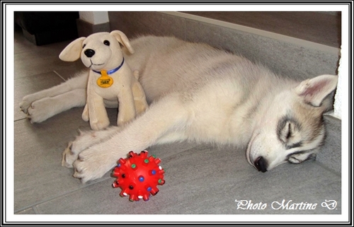 Husky et peluche